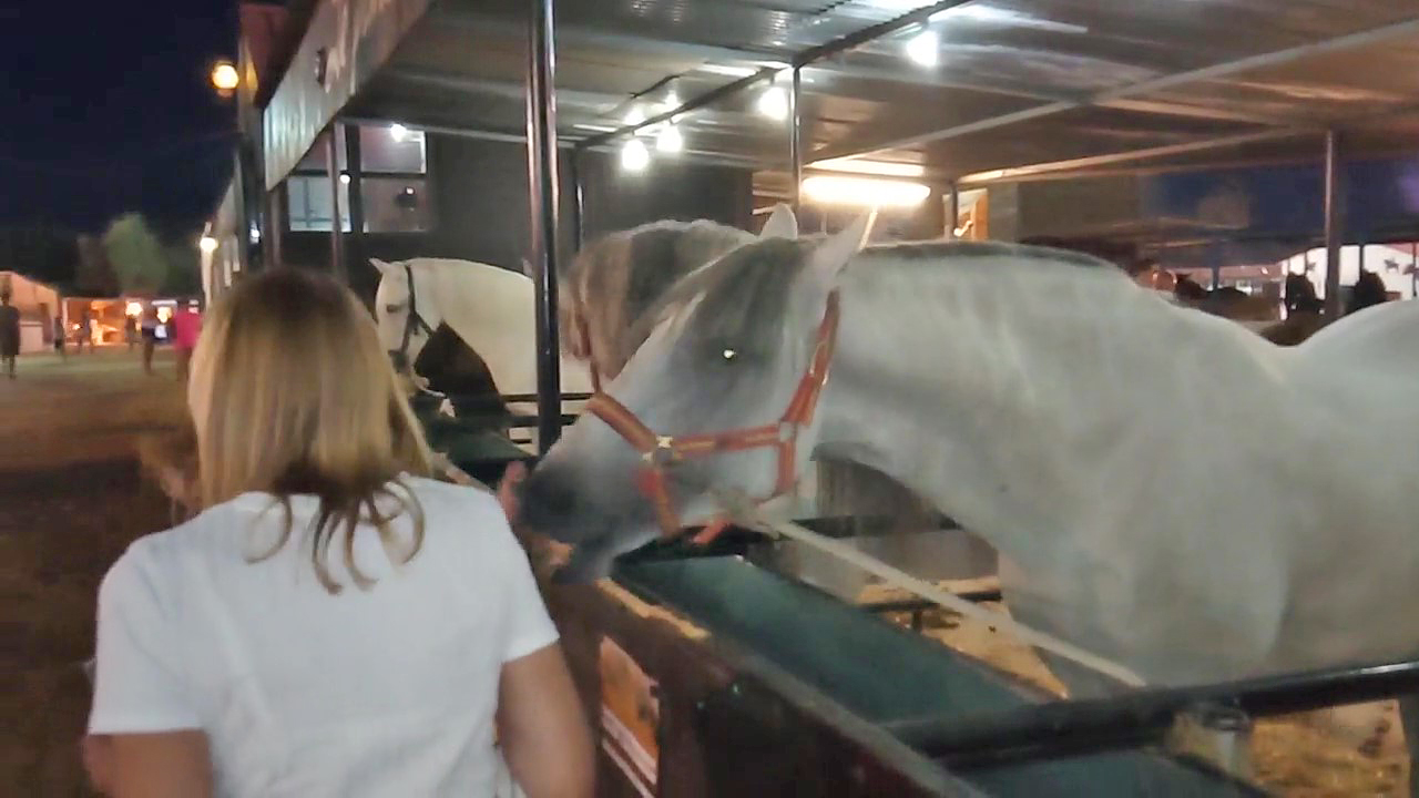 A lusitano horse at Confest Estoi Algarve Portugal