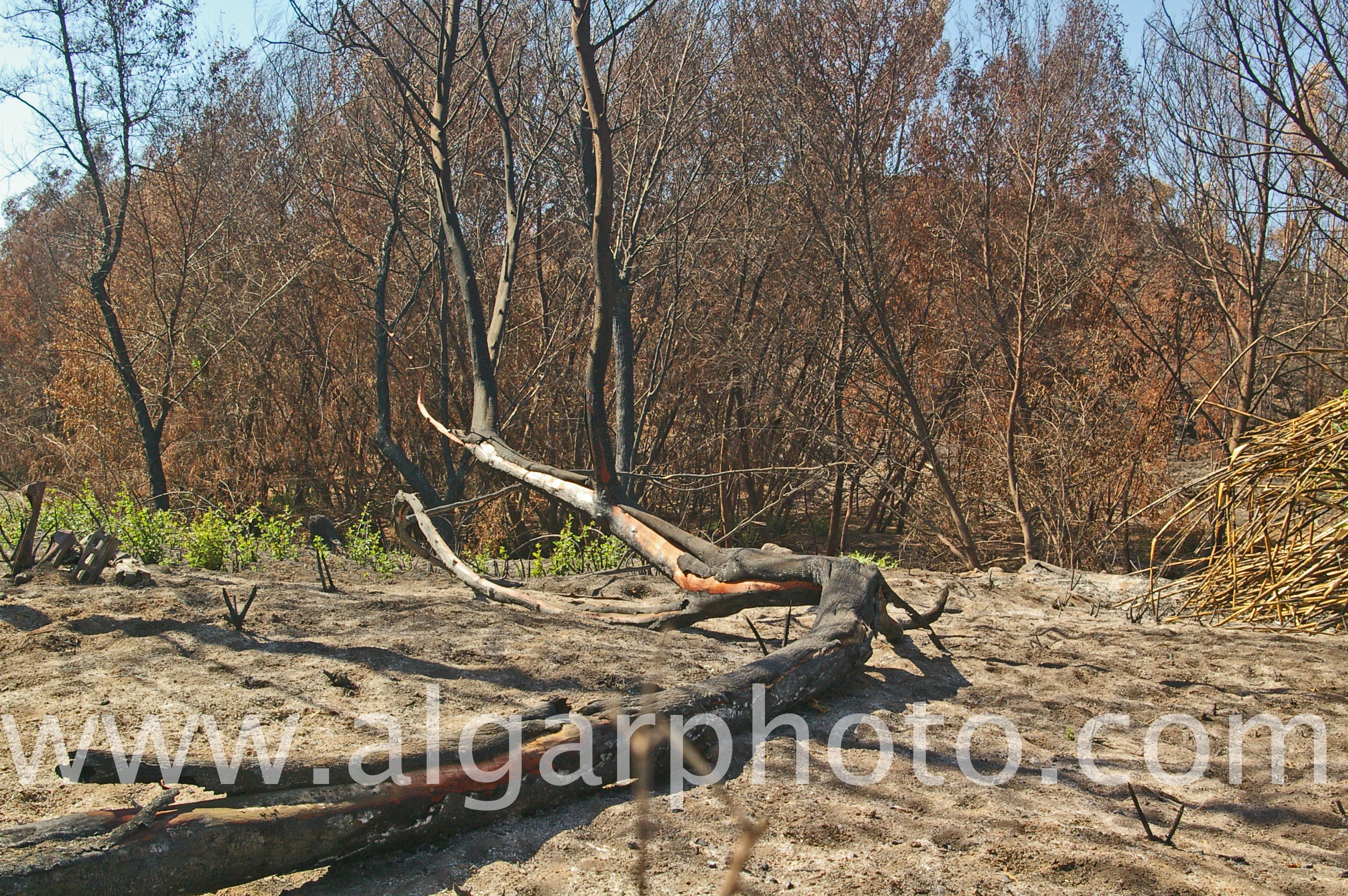 a fallen tree lies in a bed of ash following the wildfires in Monchique, Algarve, Portugal
