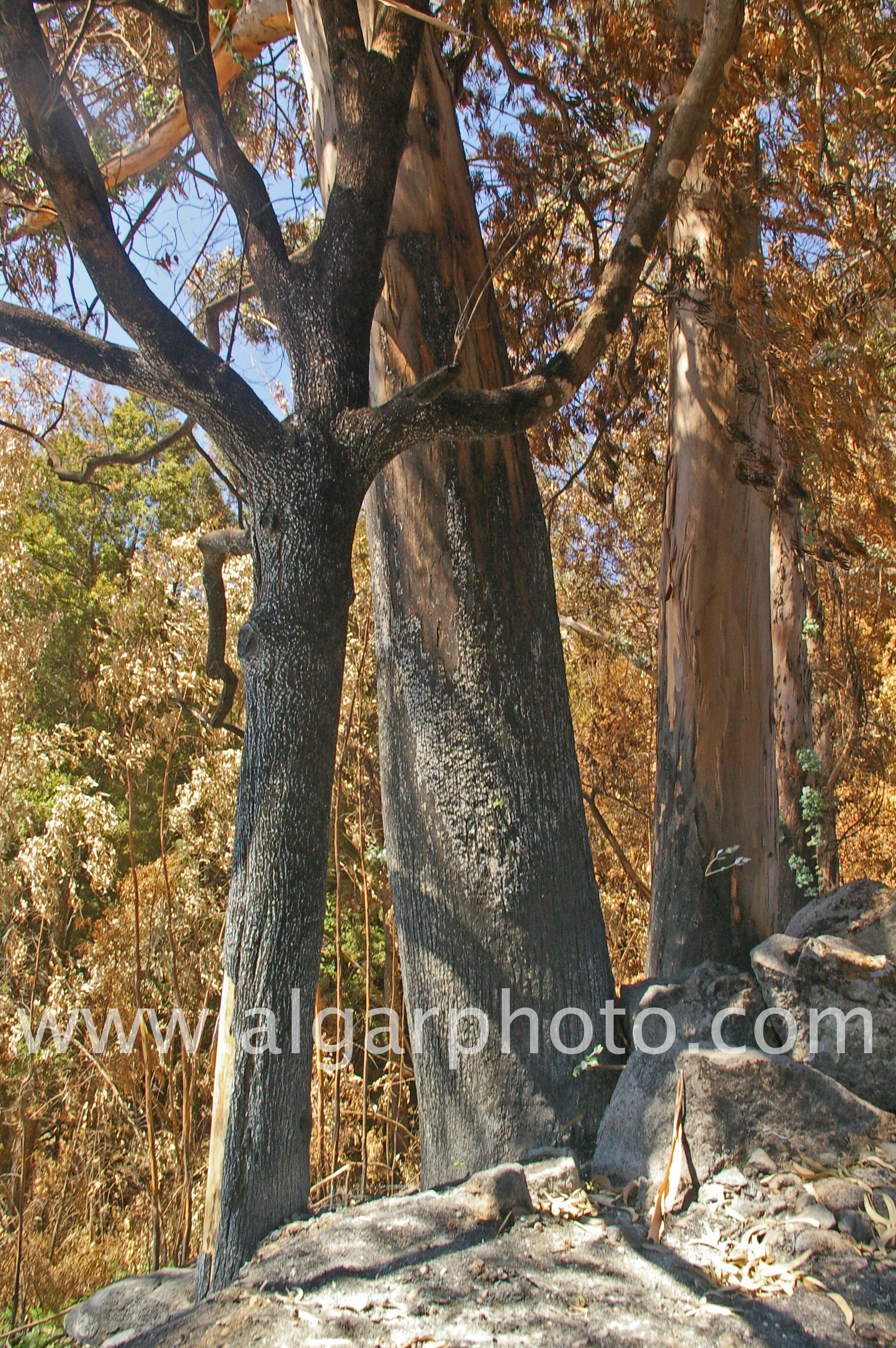Burned eucalyptus trees by the roadside on the N266-3 near to Foia, Algarve, Portugal